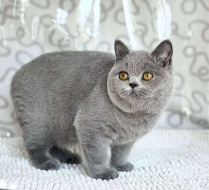 British Shorthair