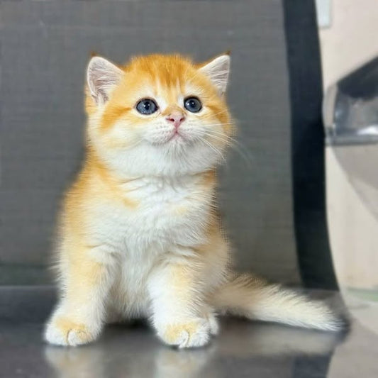 Munchkin