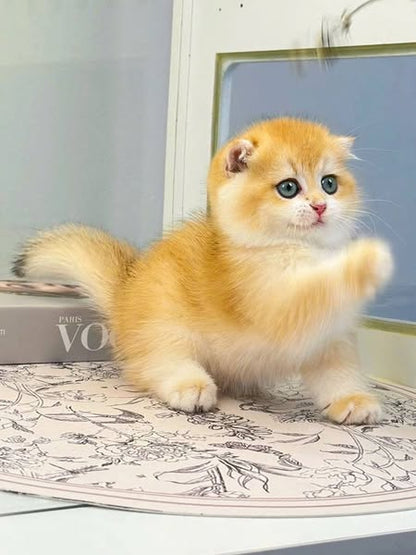 Scottish Fold