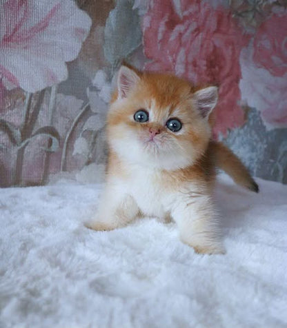 British Shorthair