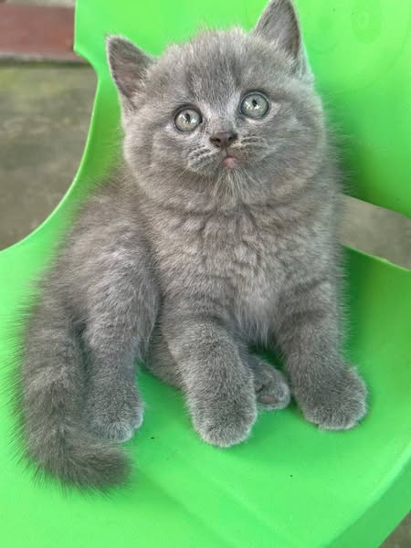 British Shorthair