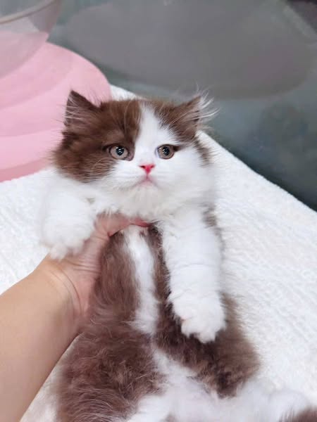 Munchkin Longhair