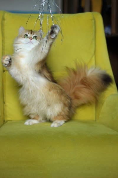 British Longhair