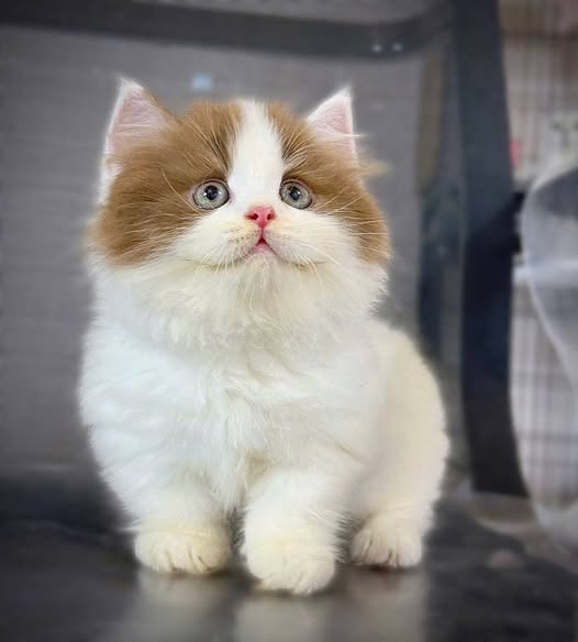 Munchkin Longhair