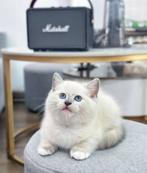 British Shorthair