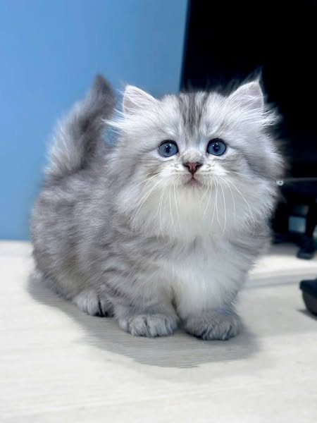 Munchkin Longhair