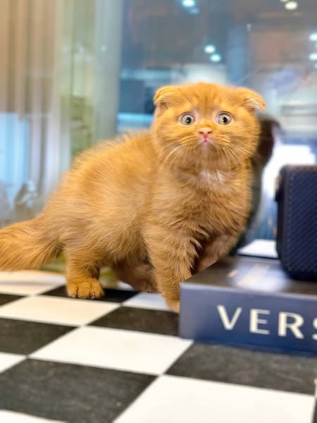 Scottish Fold
