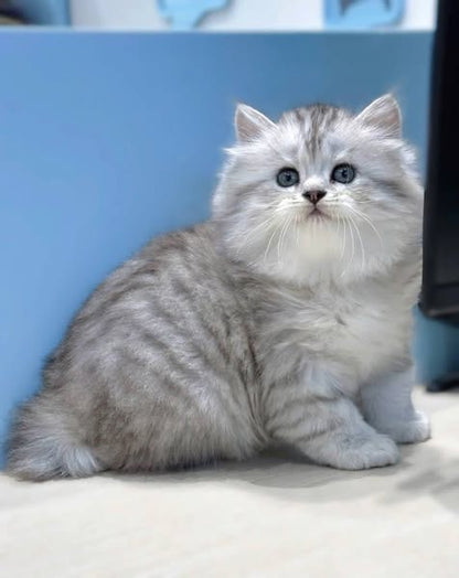 Munchkin Longhair