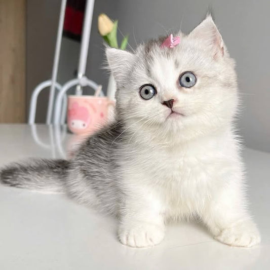 Munchkin