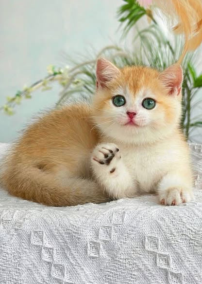 British Shorthair