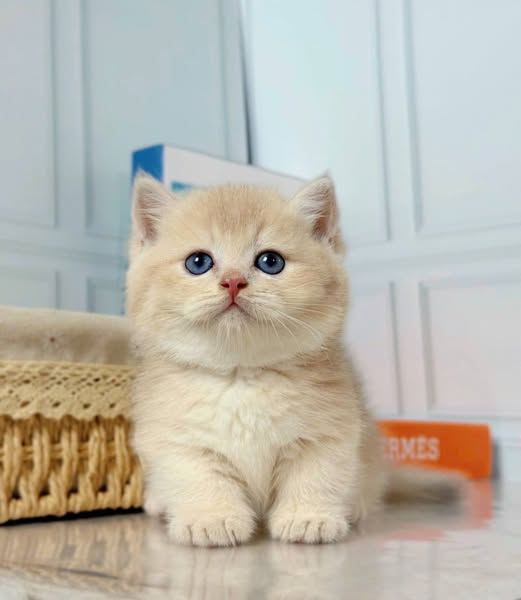 Munchkin