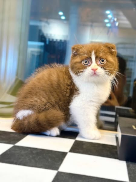 Scottish Fold