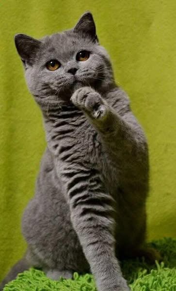British Shorthair