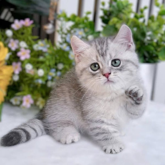 Munchkin