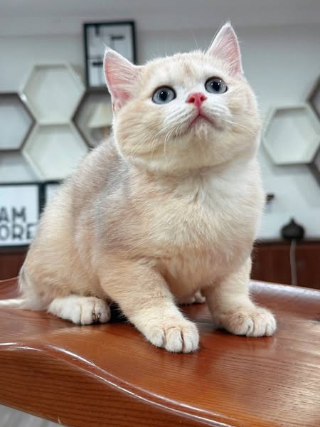 Munchkin Fold