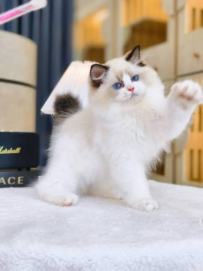 Ragdoll