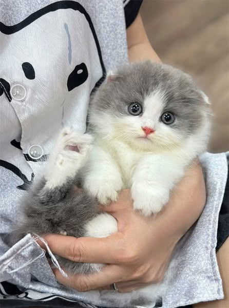 Munchkin Fold Longhair