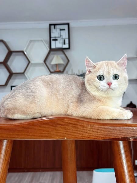 Munchkin Fold