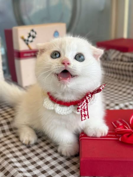 Munchkin