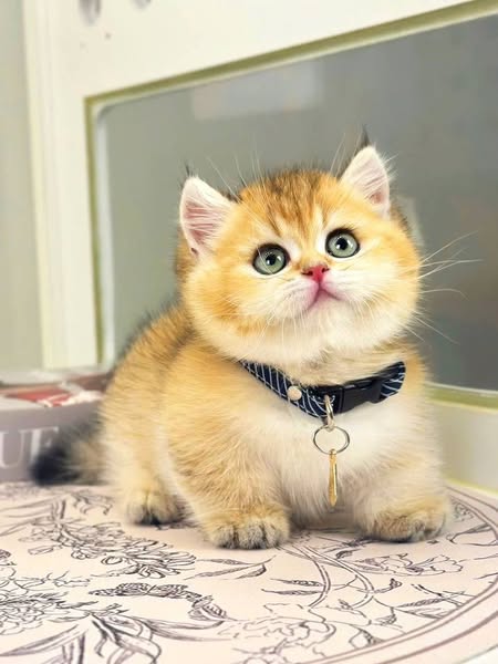 Munchkin