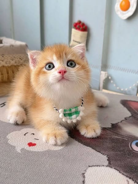Scottish Fold