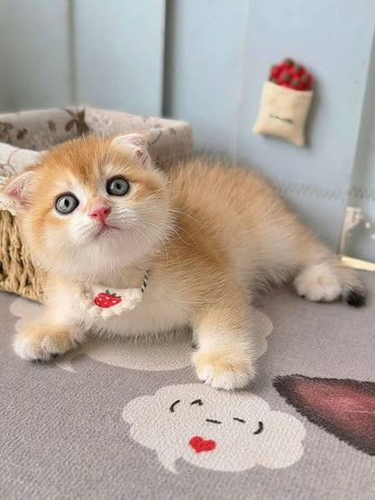 Scottish Fold