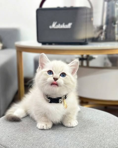 Munchkin