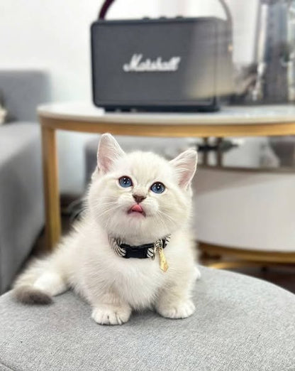 Munchkin