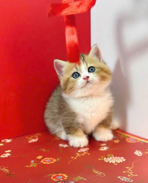 Munchkin