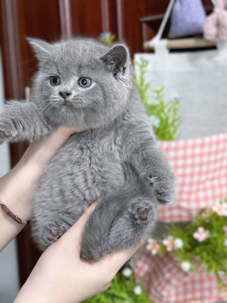 British Shorthair