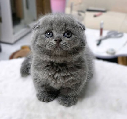 Munchkin Fold