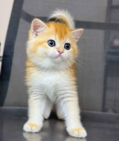 Munchkin