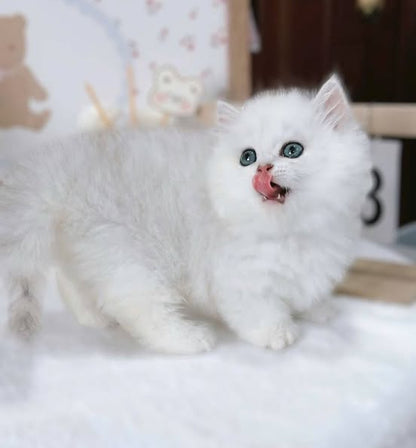 Munchkin Longhair