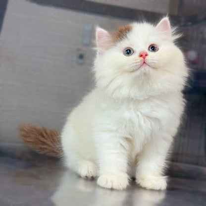 British Longhair