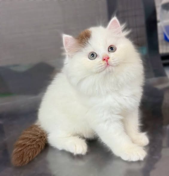 British Longhair