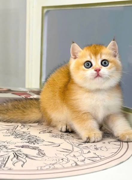 British Shorthair
