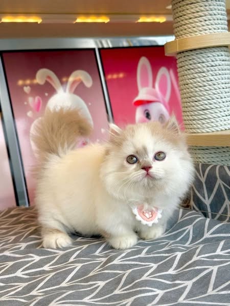 British Longhair