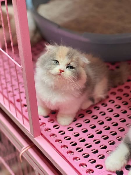 Munchkin Fold Longhair
