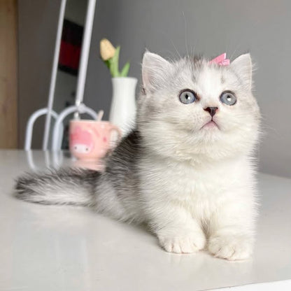 Munchkin