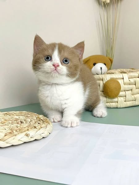 Munchkin