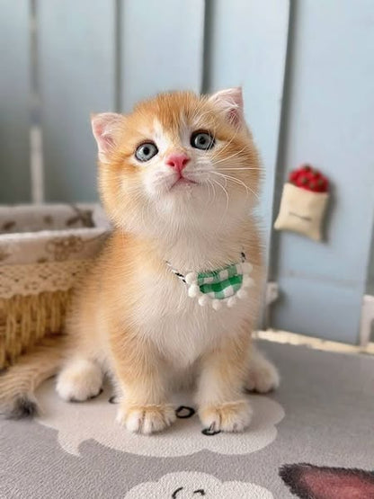 Scottish Fold