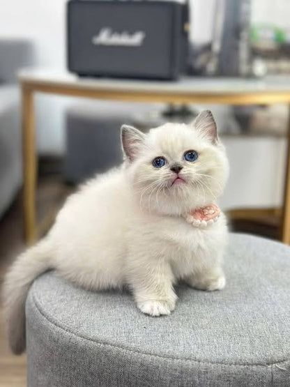 Munchkin
