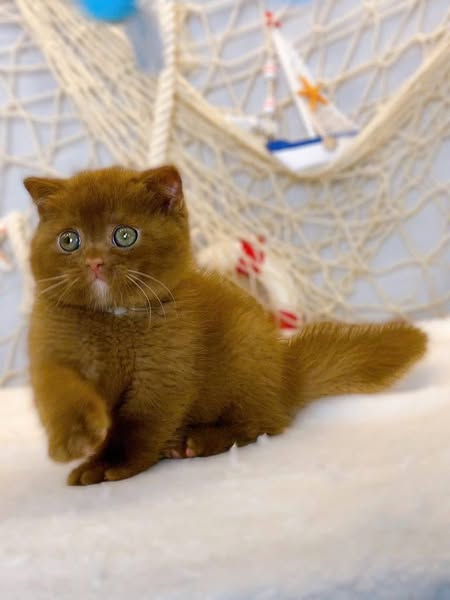 British Shorthair