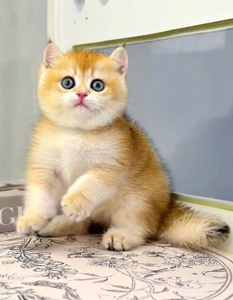 British Shorthair