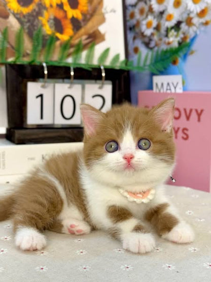 British Shorthair