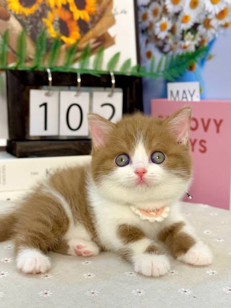 British Shorthair