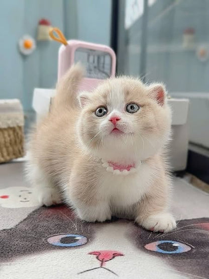 Munchkin Fold