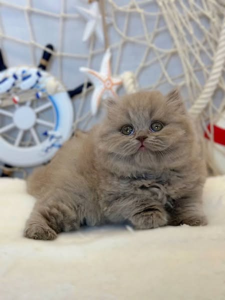 British Longhair