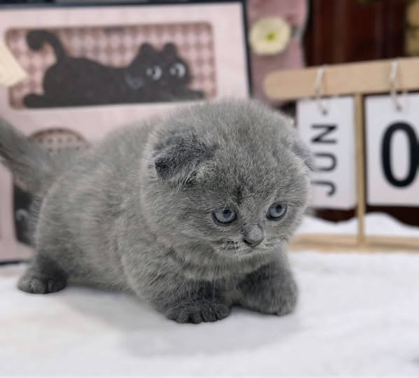 Munchkin Fold