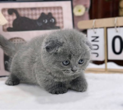 Munchkin Fold
